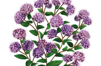 “Материнка: Лікувальні Властивості та Її Корисний Вплив на Здоров’я”