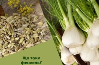 Насіння фенхелю: лікувальні властивості та їх застосування в медицині