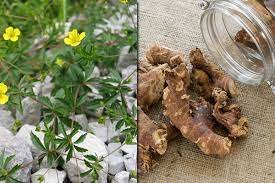 Настоянка калгану: дослідження і лікувальні властивості для здоров’я