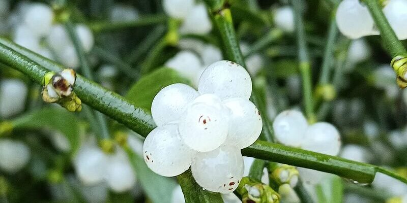 Омела біла: лікувальні властивості, користь та застосування в медицині