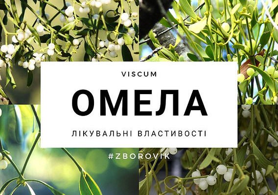 Омела: лікувальні властивості, користь і застосування в медицині