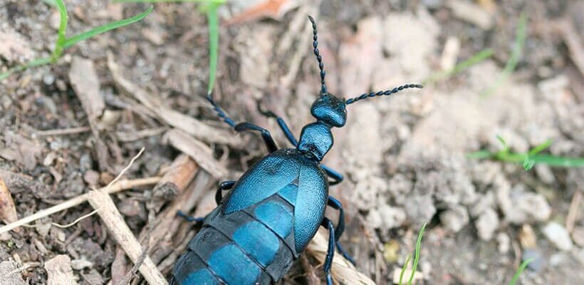 Отрута жука: властивості, застосування та захист від токсинів
