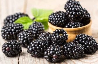 “Ожина: Лікувальні Властивості та Користь для Вашого Здоров’я”