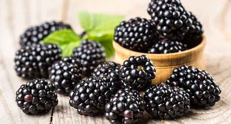 “Ожина: Лікувальні Властивості та Користь для Вашого Здоров’я”