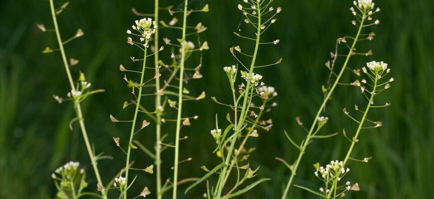 “Пастуша сумка: лікувальні властивості та користь для здоров’я”