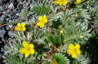 Перстач гусячий: лікувальні властивості та застосування в медицині