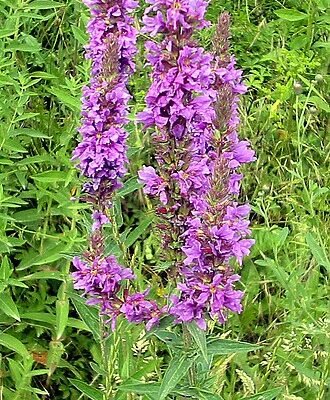 Плакун верболистий: лікувальні властивості та корисні використання