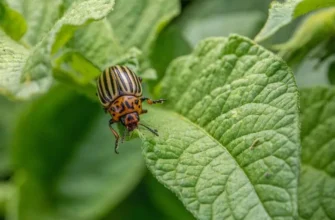 Поради для захисту саду: ефективні методи боротьби з жуками