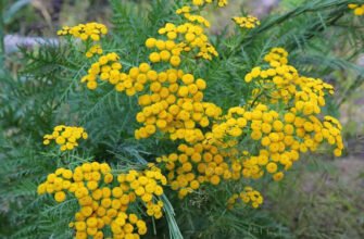 Пижмо: цілющі властивості, користь і застосування в медицині