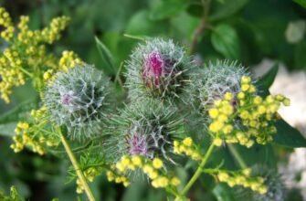 Реп’ях: лікувальні властивості та користь для здоров’я організму