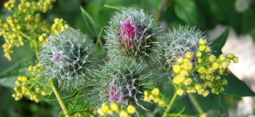 Реп’ях: лікувальні властивості та користь для здоров’я організму