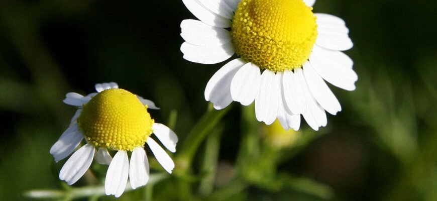 Ромашка: Корисні властивості та застосування в повсякденному житті