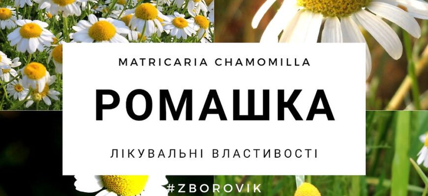 “Ромашка: Лікувальні Властивості та Застосування для Здоров’я”