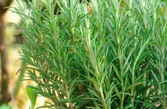 Розмарин: Лікувальні властивості та користь для здоров’я