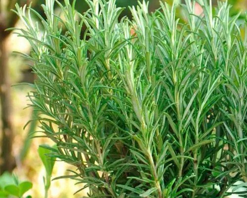 Розмарин: Лікувальні властивості та користь для здоров’я