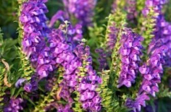 Шоломниця байкальська: відкрийте лікувальні властивості рослини