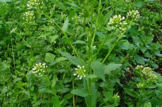 Талапан польовий: лікувальні властивості та корисні застосування