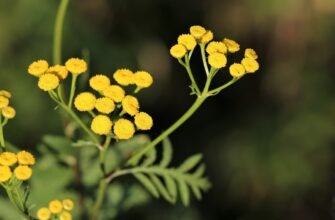 Цмин пісковий: лікувальні властивості та застосування в медицині
