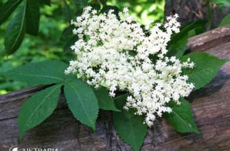 “Цвіт бузини: Лікувальні властивості та корисні рецепти”