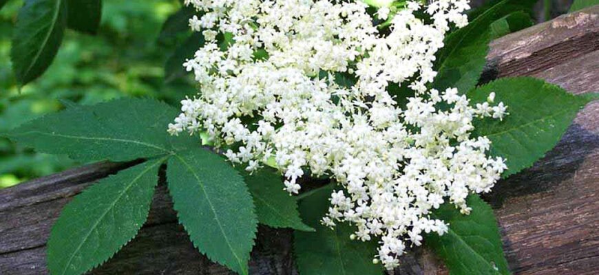 “Цвіт бузини: Лікувальні властивості та корисні рецепти”