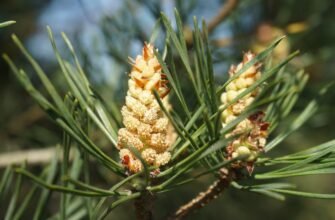Цвіт сосни: лікувальні властивості та користь для здоров’я
