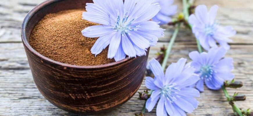 Цикорій: Користь та Лікувальні Властивості для Здоров’я Організму