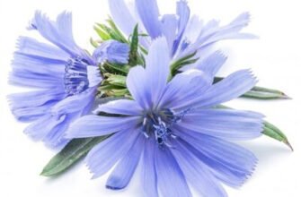 Цикорій: лікувальні властивості, користь та застосування в повсякденні