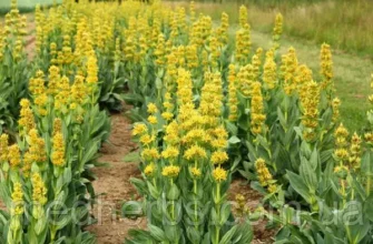 Тирлич: натуральні лікувальні властивості і користь для здоров’я