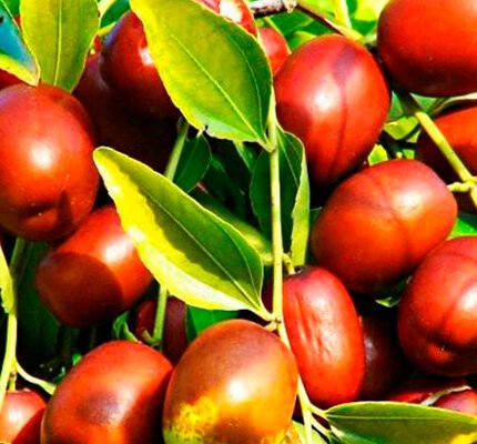 Унабі: відкрийте для себе лікувальні властивості цього плоду