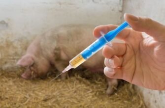 Вакцинація від чуми: важливість і суттєві переваги для здоров’я