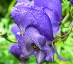 Відкрийте всі цілющі властивості аконіту: секрети та застосування