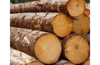 Властивості деревини: ключові характеристики та застосування матеріалу