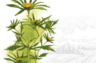 Властивості та протипоказання череди: Здоров’я у траві для вас