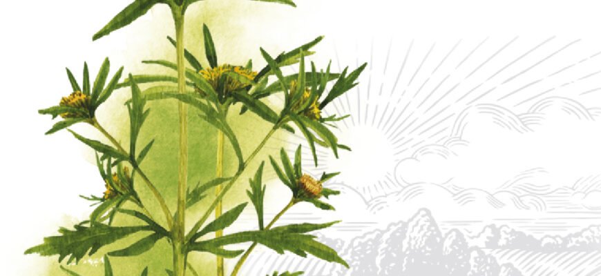 Властивості та протипоказання череди: Здоров’я у траві для вас