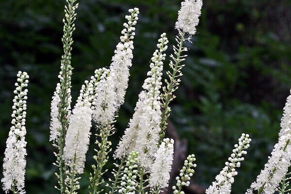 Властивості циміцифуги: як рослина впливає на здоров’я та організм