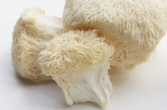 Властивості їжовика гребінчастого: користь, застосування та ефекти