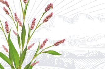 Водяний перець: лікувальні властивості та користь для здоров’я