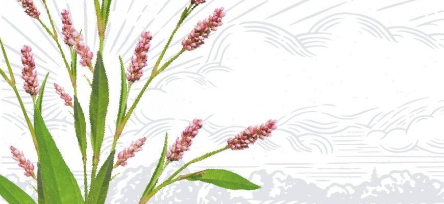 Водяний перець: лікувальні властивості та користь для здоров’я