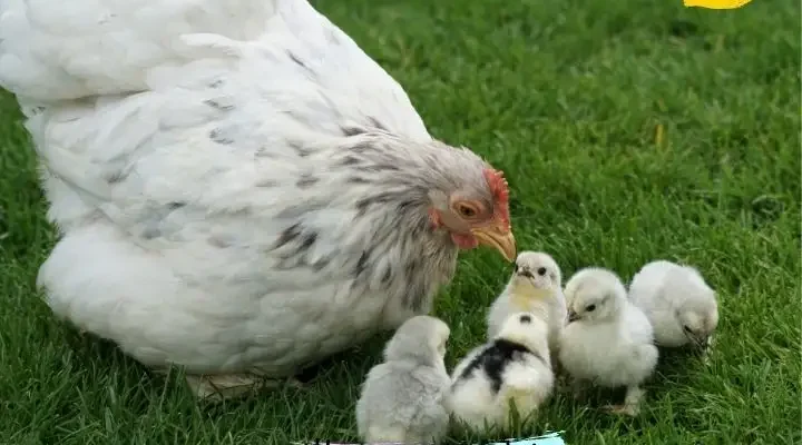 Вирощування бройлерів: покроковий гайд від А до Я для успіху