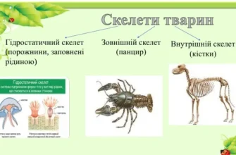 Як спосіб життя тварин впливає на будову їх скелета: аналіз та приклади