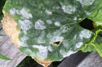 Захист від борошнистої роси: ефективні методи та поради для садівників