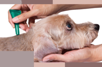 Захист від кліщів: ефективні методи та засоби для вашого здоров’я