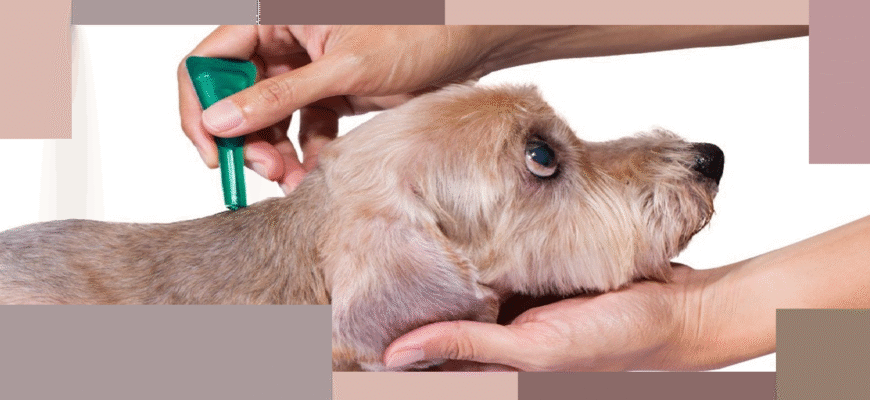 Захист від кліщів: ефективні методи та засоби для вашого здоров’я