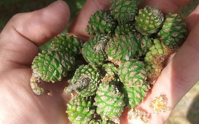 Зелені шишки сосни: цілющі властивості та користь для здоров’я