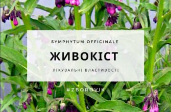 “Живокіст: Лікувальні Властивості і Застосування для Здоров’я”