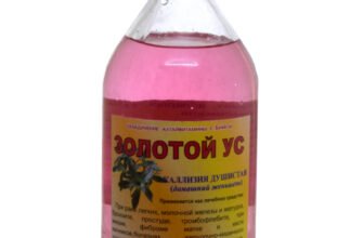 Золотий ус: лікувальні властивості та застосування в народній медицині