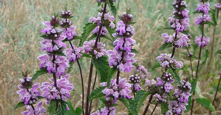 Зопник: унікальні лікувальні властивості та їх застосування