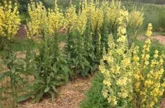 Зцілювальні властивості ведмежих вушок: як використовувати ефективно