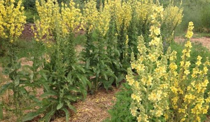 Зцілювальні властивості ведмежих вушок: як використовувати ефективно