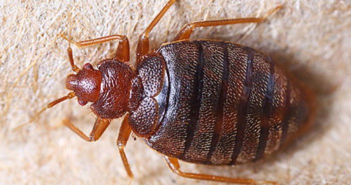 Як позбутися клопів у квартирі самостійно: поради та методи ...